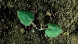 Unha-de-asno, Dicotiledóneas perenes