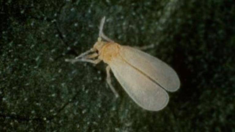 pragas
