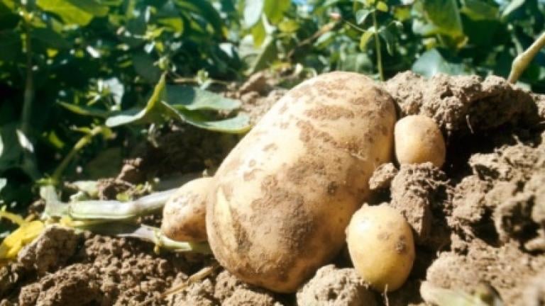 Batata