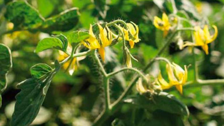 sementes de tomate
