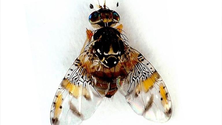 Mosca do Mediterrâneo em Pomóideas