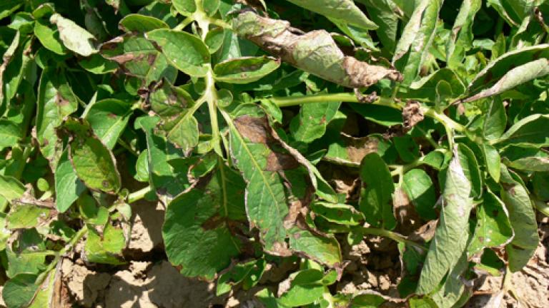 alternaria praga