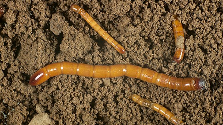 Insectos do solo - Alfinete em Batata