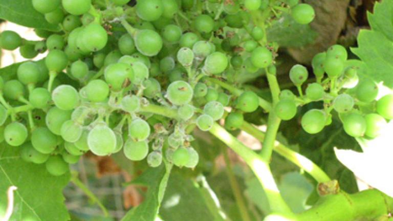 uvas