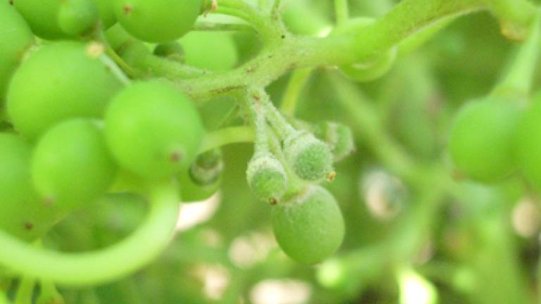 uvas