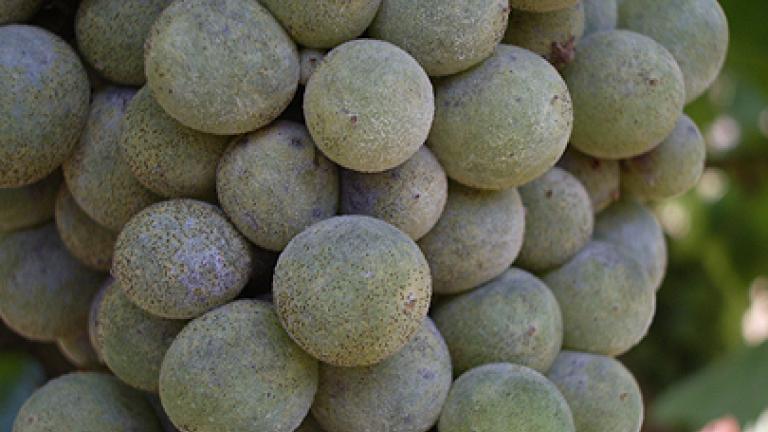 uvas