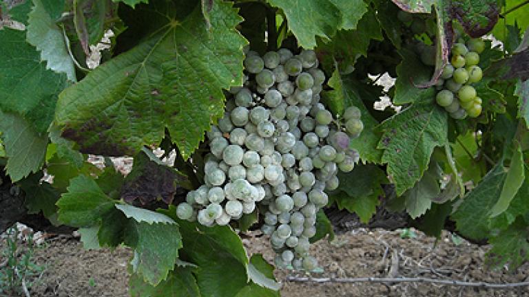 uvas