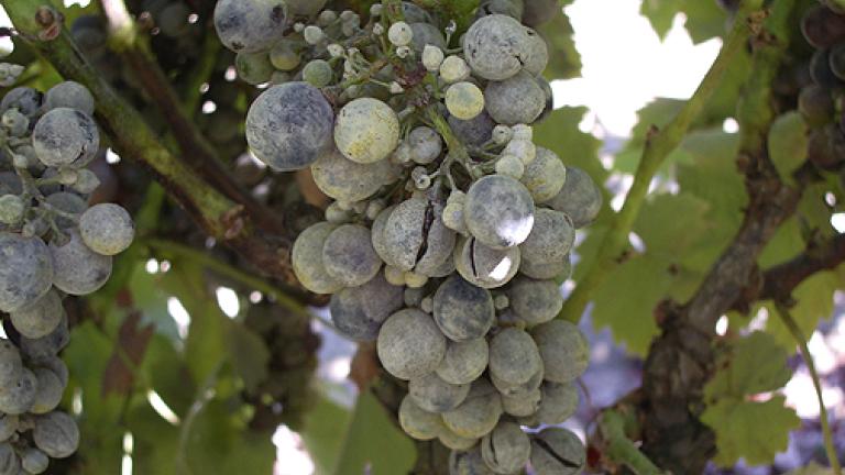 uvas