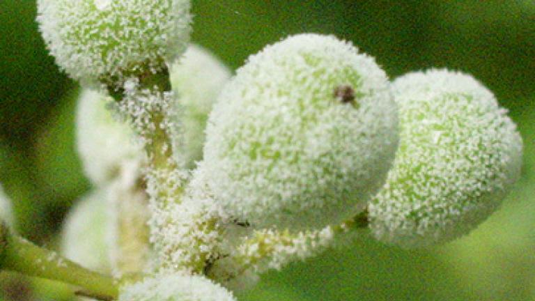 fruto infectado