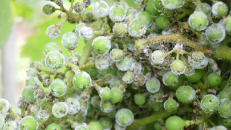 fruto infectado