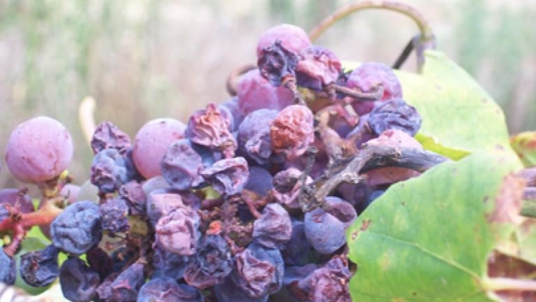uvas