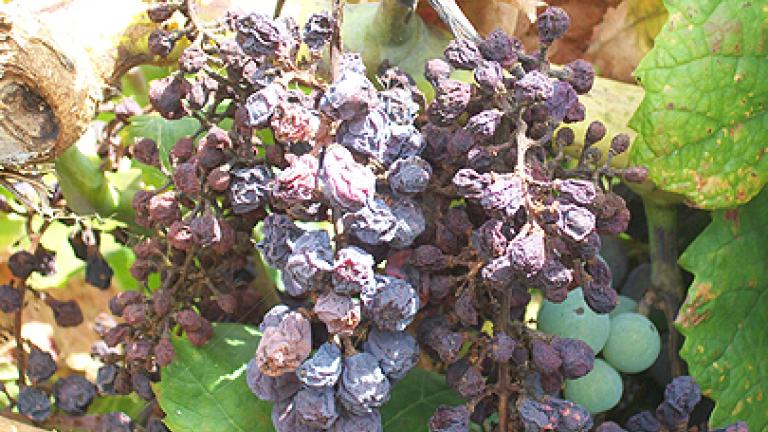 uvas