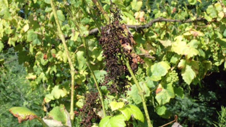 uvas