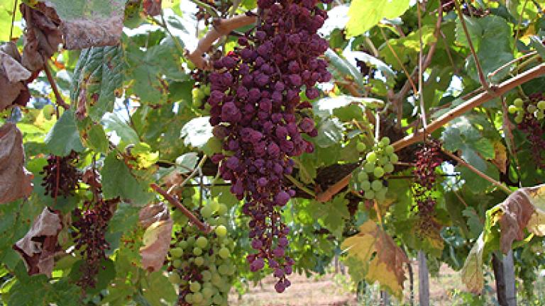 uvas