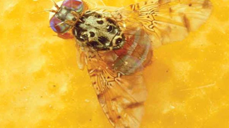 Mosca da fruta em Citrinos