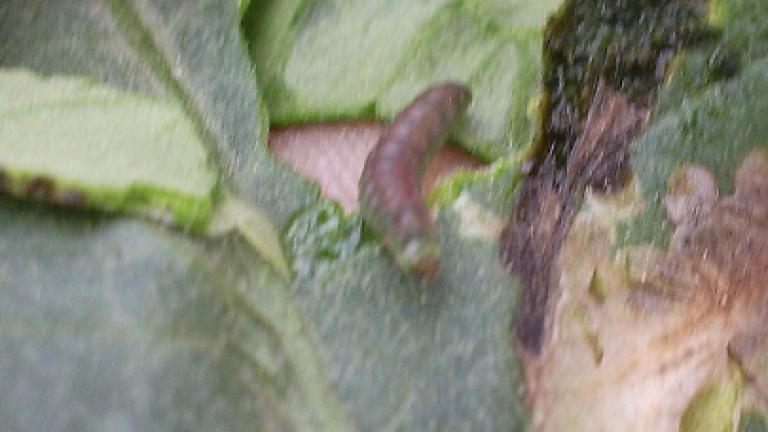 Tuta Absoluta em Tomate