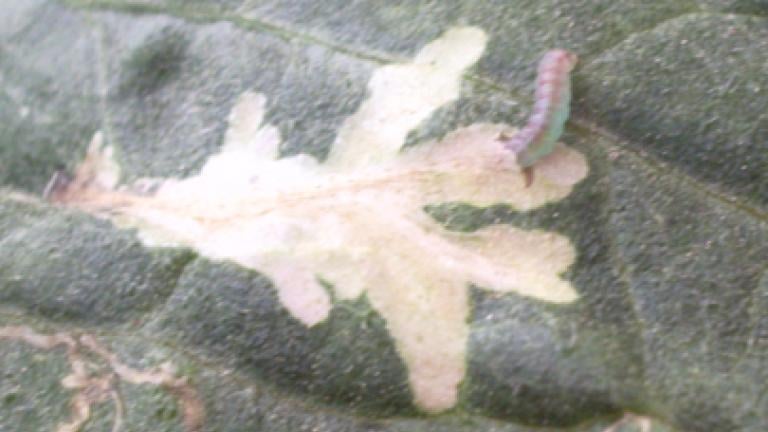 Tuta Absoluta em Tomate
