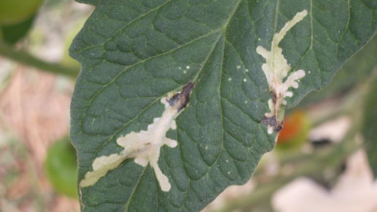 Tuta Absoluta em Tomate