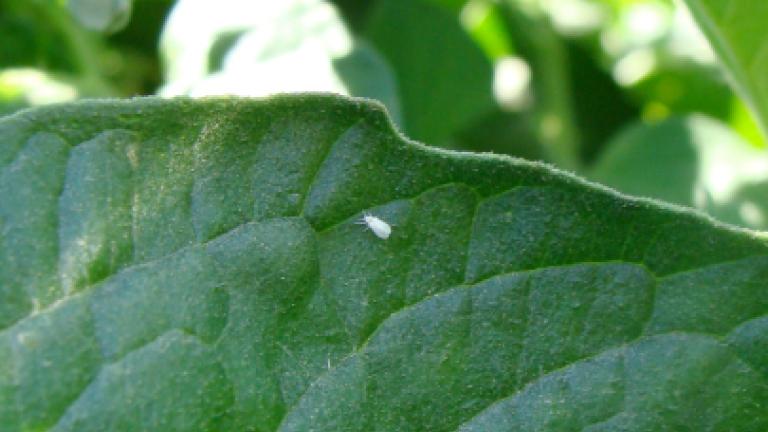 Mosca Branca em Tomate