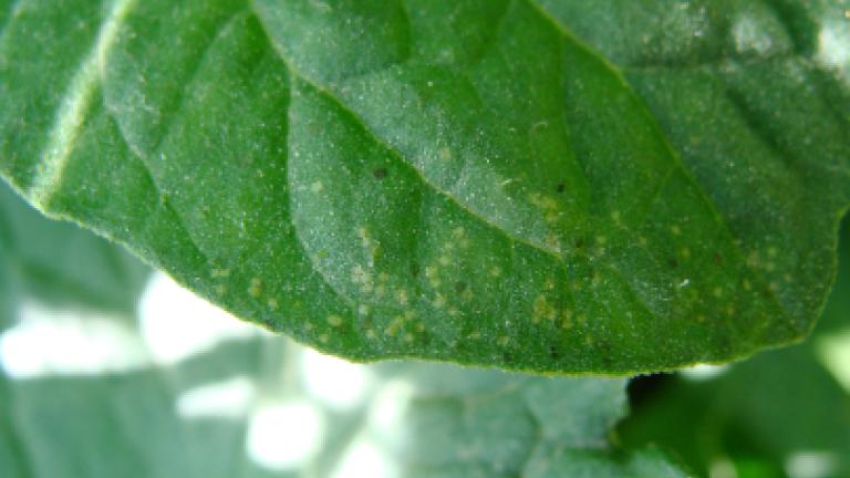 Larva Mineira do Tomate