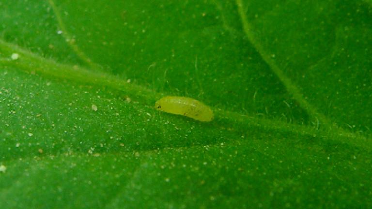 Larva Mineira do Tomate