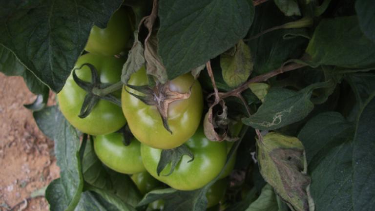 tomate