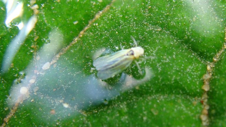Mosca Branca em Tomate