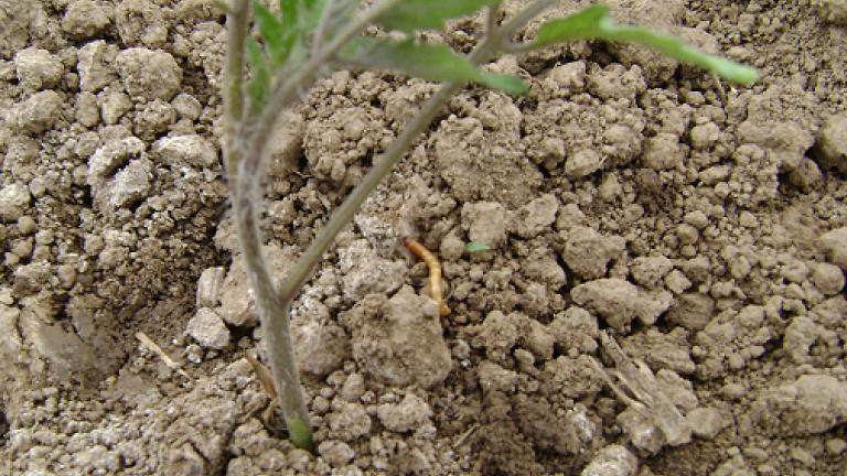 Insectos do solo - Alfinete em Tomate