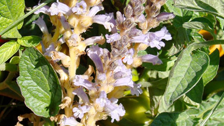 folhas e flores