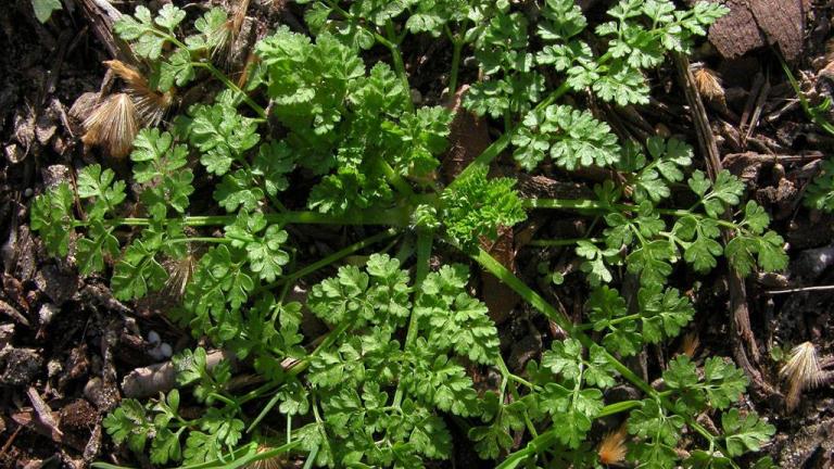 Antriscos, Dicotiledóneas anuais
