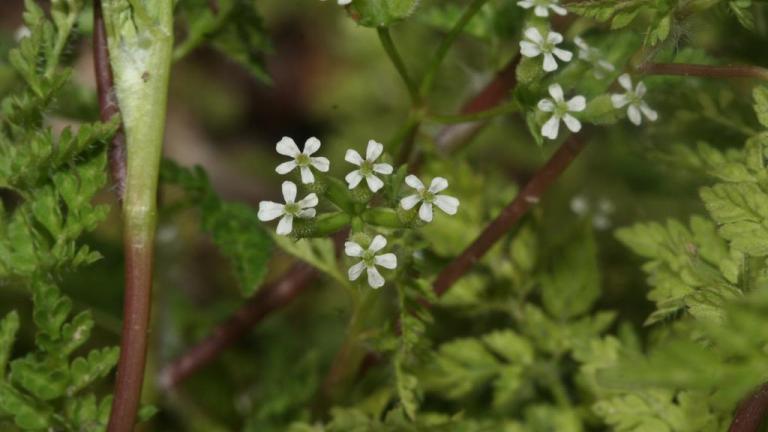 Antriscos, Dicotiledóneas anuais