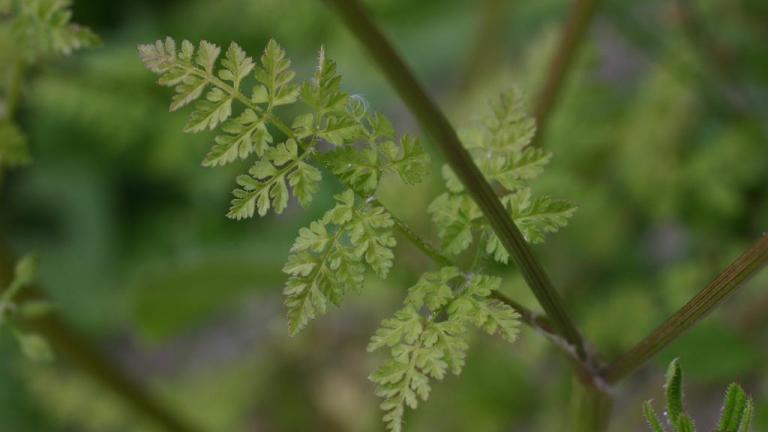 Antriscos, Dicotiledóneas anuais