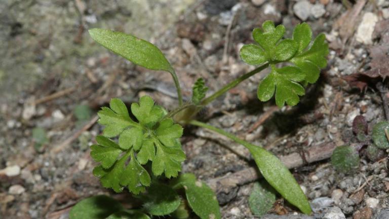 Antriscos, Dicotiledóneas anuais