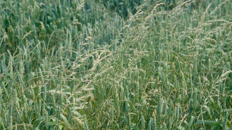 Balanquinho, Gramíneas anuais e perenes