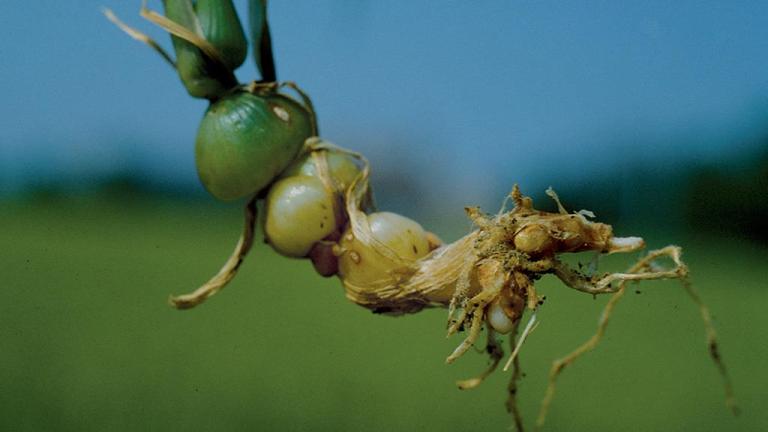 Balanquinho, Gramíneas anuais e perenes