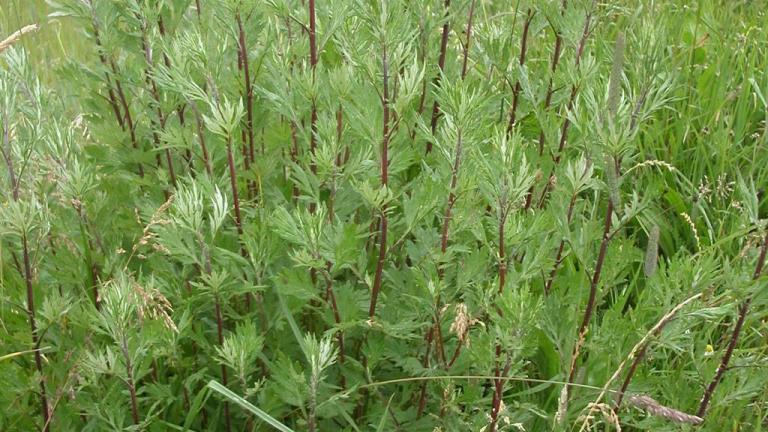 Erva-de-fogo, Dicotiledóneas perenes