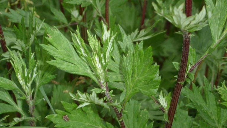 Erva-de-fogo, Dicotiledóneas perenes