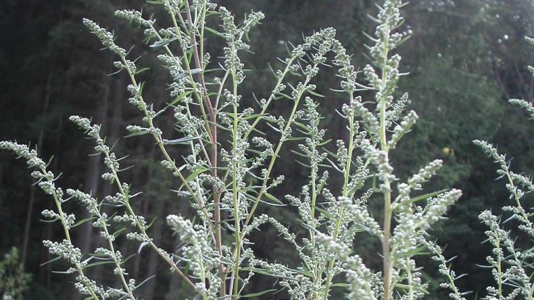 Erva-de-fogo, Dicotiledóneas perenes