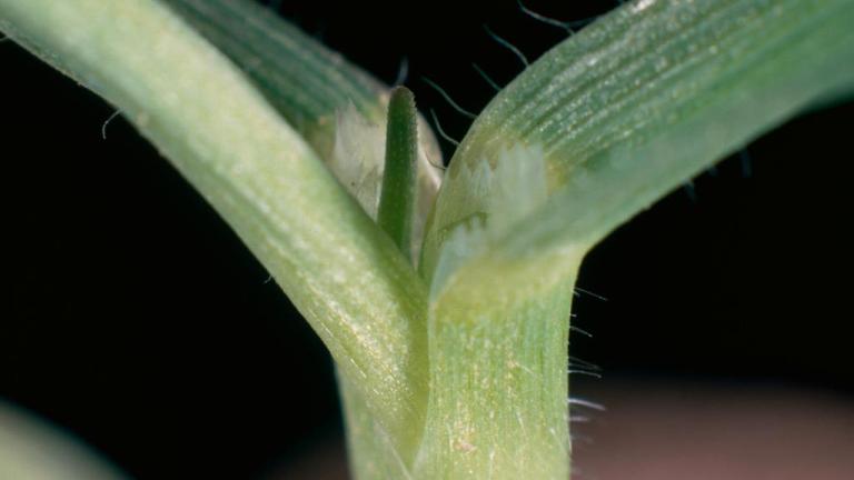 Aveia-louca, Gramíneas anuais e perenes