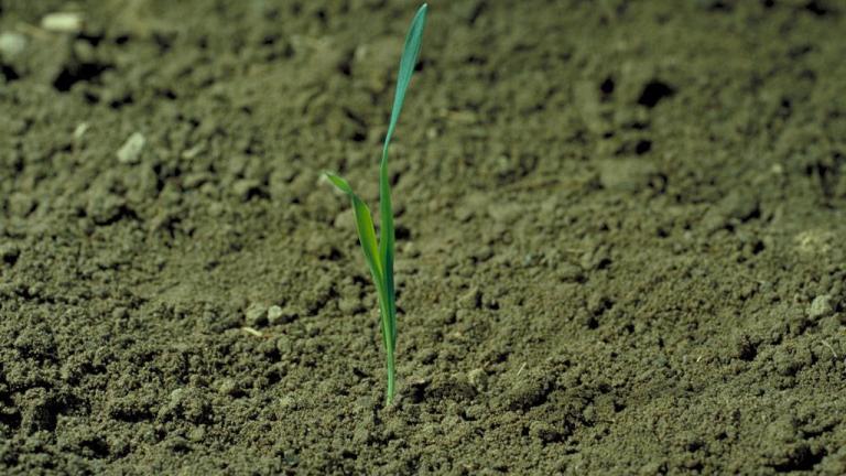 Aveia-louca, Gramíneas anuais e perenes