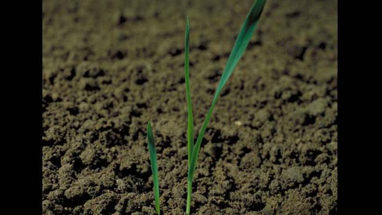 Aveia-louca, Gramíneas anuais e perenes