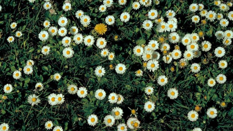 Margarida, Dicotiledóneas perenes