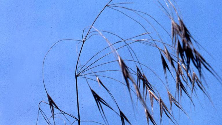 Bromo, Gramíneas anuais e perenes
