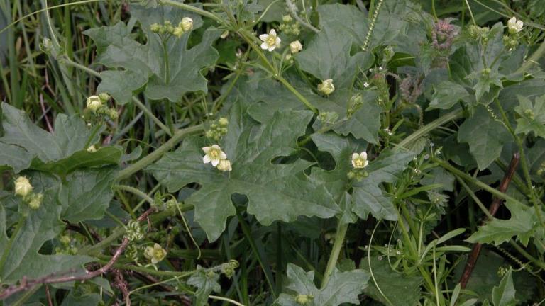Norça-branca, Dicotiledóneas perenes