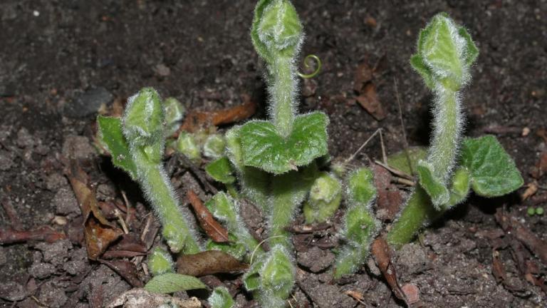 Norça-branca, Dicotiledóneas perenes