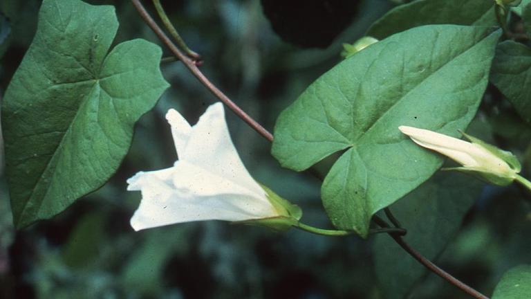 Trepadeira-das-balças, Dicotiledóneas perenes