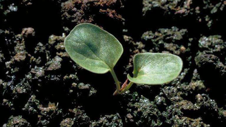Trepadeira-das-balças, Dicotiledóneas perenes