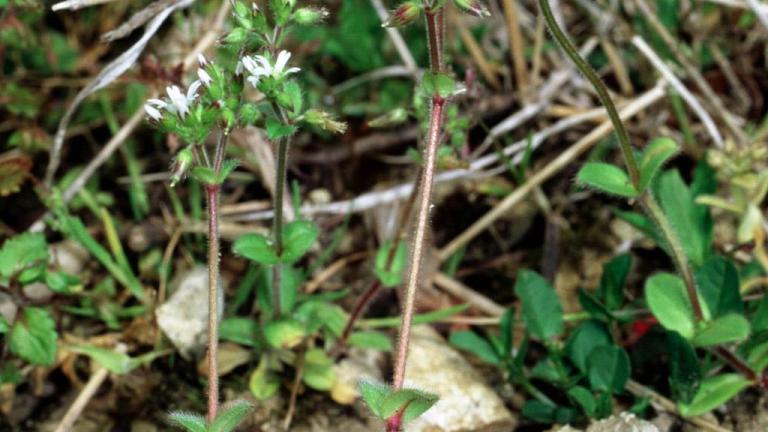 Orelha-de-rato, Dicotiledóneas perenes