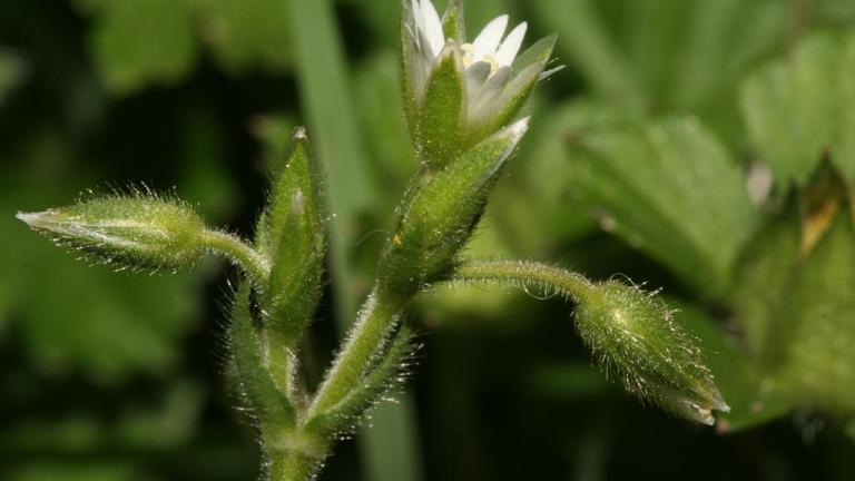 Orelha-de-rato, Dicotiledóneas perenes