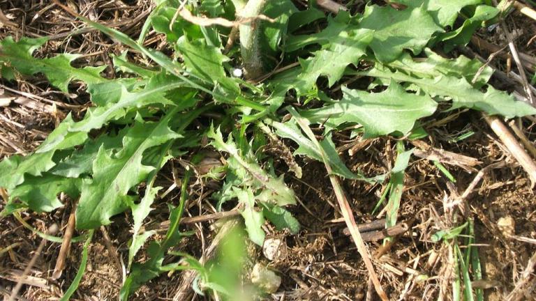 Leituga-branca, Dicotiledóneas perenes